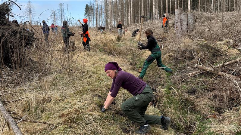 Das Foto zeigt Frauen, die auf einer Hangfläche Bäume pflanzen.
