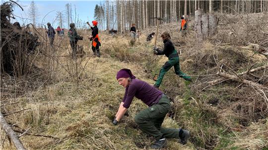Das Foto zeigt Frauen, die auf einer Hangfläche Bäume pflanzen.