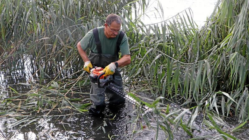 Mit einer Sondererlaubnis der Unteren Naturschutzbehörde dürfen die Schladener bereits Mitte August den Schilf am Badeteich schneiden.