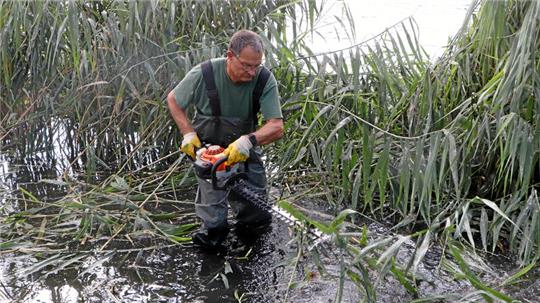 Mit einer Sondererlaubnis der Unteren Naturschutzbehörde dürfen die Schladener bereits Mitte August den Schilf am Badeteich schneiden.