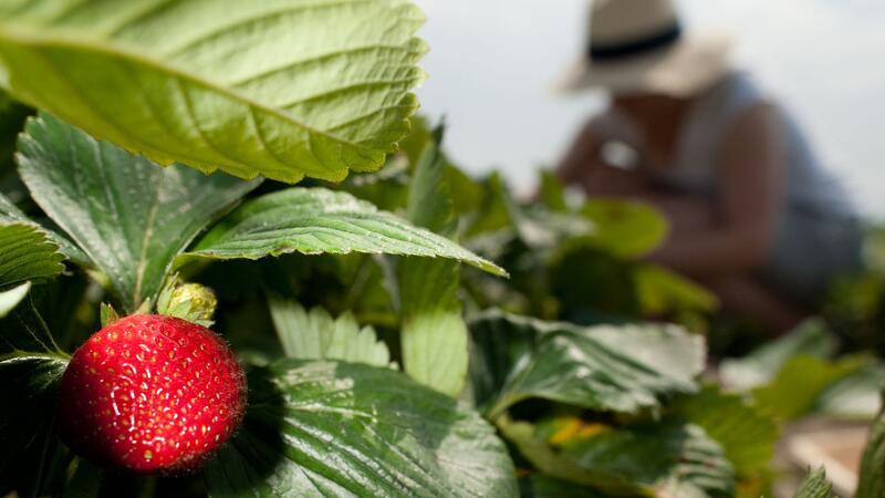 10 Dinge, die Sie für den Anbau von Erdbeeren wissen müssen Mit etwas Gärtner-Wissen gedeihen die Erdbeeren bei Ihnen ebenso prachtvoll.