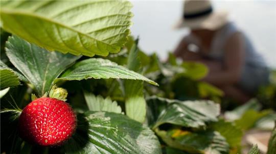 Mit etwas Gärtner-Wissen gedeihen die Erdbeeren bei Ihnen ebenso prachtvoll.