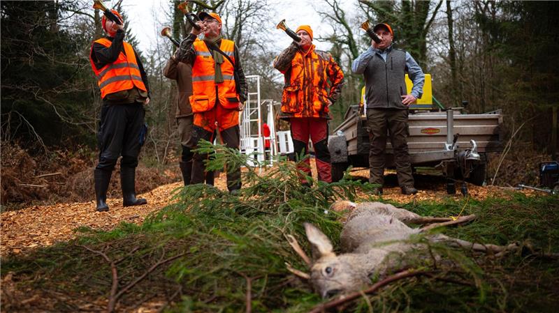 Mit großen Jagden werden die Wildbestände in den Wäldern gesenkt. (Archivbild)