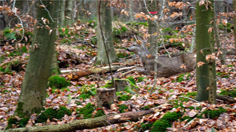 Mit großen Treibjagden werden die Wildbestände in den Wäldern gesenkt. (Archivbild)