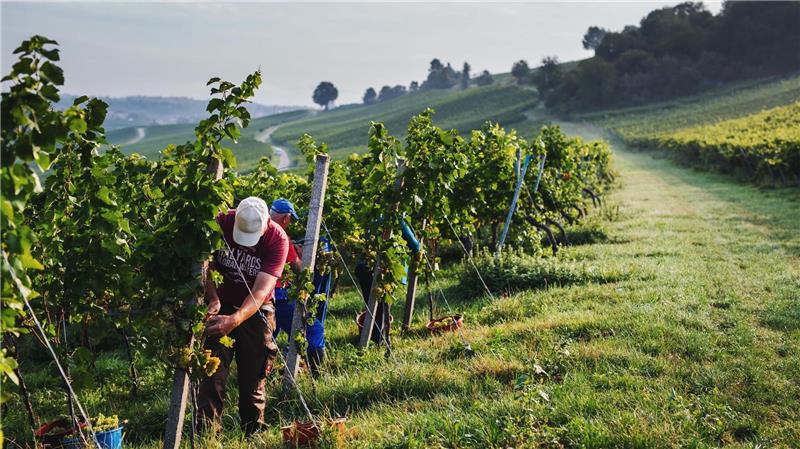 Mit harter Arbeit zu Spitzenqualität: Deutscher Wein kann sich international sehen lassen.