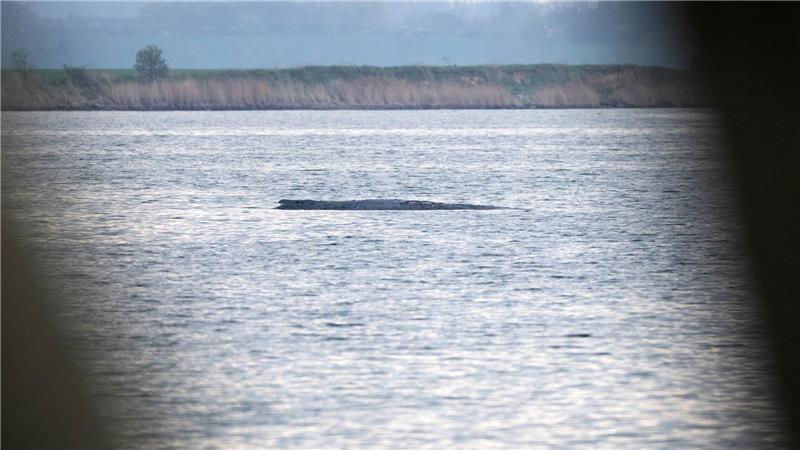 Mit ihrem Okay für einen Rettungsversuch für den Buckelwal bei Wismar durch eine private Initiative sorgten die Behörden zuletzt für eine Überraschung.