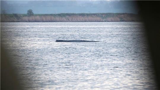 Mit ihrem Okay für einen Rettungsversuch für den Buckelwal bei Wismar durch eine private Initiative sorgten die Behörden zuletzt für eine Überraschung.