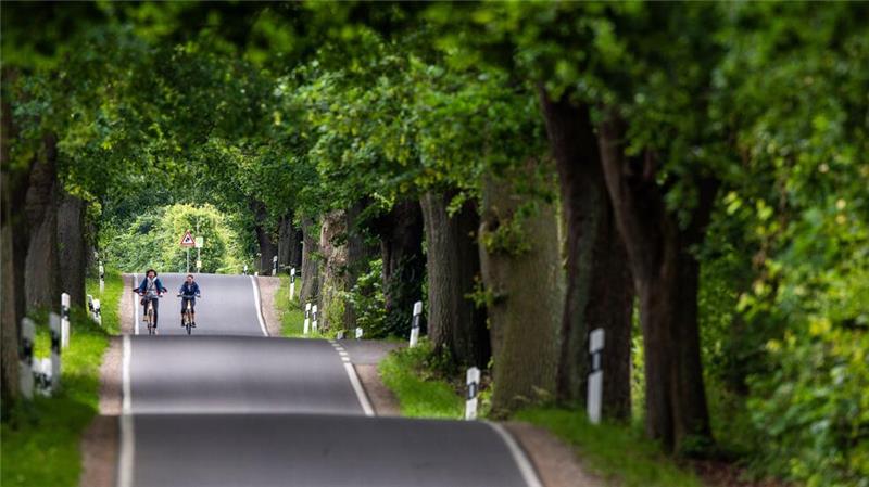 Experten sorgen sich um Deutschlands Alleen Mit ihren mächtigen Kronen sorgen Alleen für einen Tunneleffekt (Archivbild).