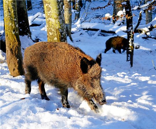 Mit ihrer guten Nase erschnuppern Wildschweine auch durch eine Schneedecke Essbares. Symbolfoto: Pixabay