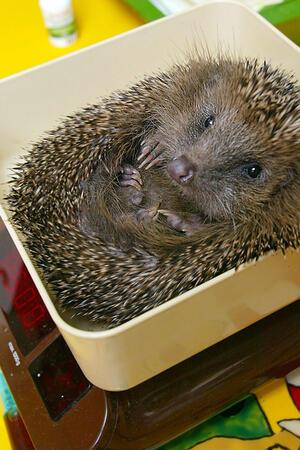 Igel-Population „im Sinkflug“ – wie man helfen kann Ein Igel-Jungtier auf der Waage