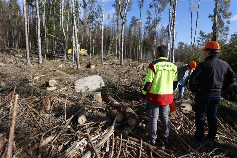 Gericht stoppt Räumung von Totholz im Harz vorläufig Mit schwerer Forsttechnik wird sogenanntes Totholz aus einem Schutzstreifen um Schierke herum aus dem Wald entnommen. Foto: Matthias Bein/dpa