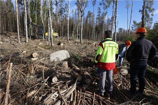 Mit schwerer Forsttechnik wird sogenanntes Totholz aus einem Schutzstreifen um Schierke herum aus dem Wald entnommen. Foto: Matthias Bein/dpa