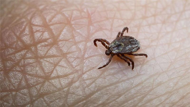 Mit steigenden Temperaturen nimmt die Zeckengefahr wieder zu. (Archivbild)