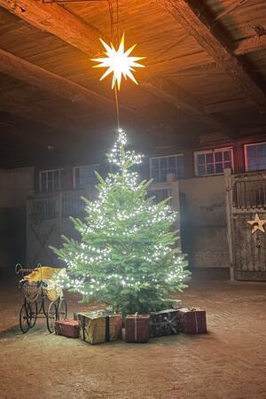 Es leuchtet bald wieder: Im Harzburger Gestüt zieht der Advent ein Mit viel Liebe zum Detail werden die Gebäude des Gestüts derzeit geschmückt.