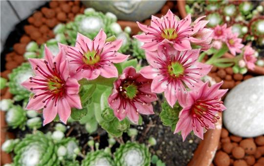 Mit zauberhaften Blüten wie diesen beglücken Semperviven zwischen Mai und Ende August. Der Blühtermin hängt von der Art ab. Auch die Farben sind verschieden: von Rosa über Weiß und Creme bis hin zu Gelb und Rot reicht die Palette. Foto: Borchers