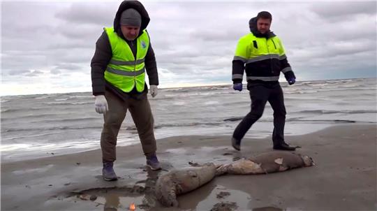 Mitarbeiter der Umweltstaatsanwaltschaft haben am Strand des Kaspischen Meers tote Robben gefunden.