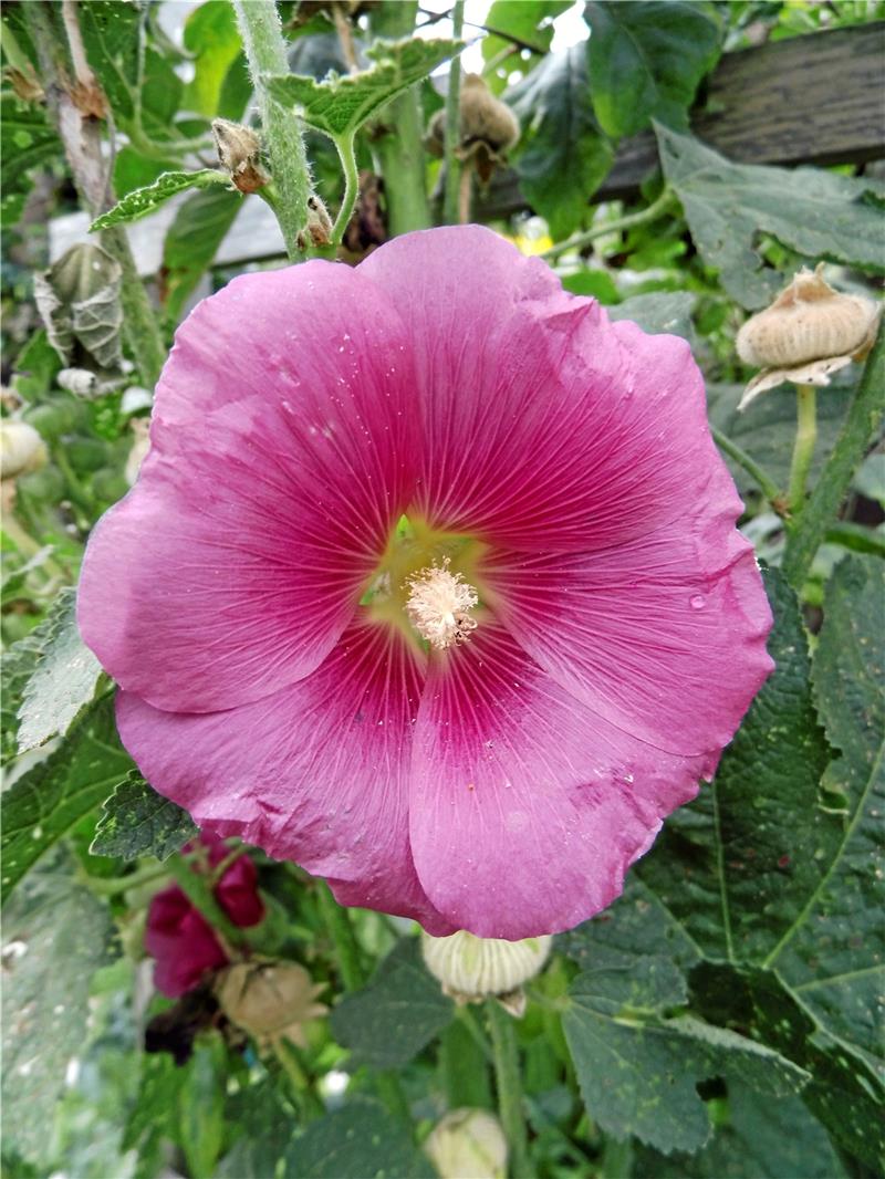 Aufgabenliste für August ist ziemlich lang Mitte bis Ende August sind die Samenkapseln der Stockrosen trocken, dann können die Samen entnommen und ausgesät werden. Sie blühen allerdings erst im zweiten Jahr nach der Aussaat. Foto: Borchers