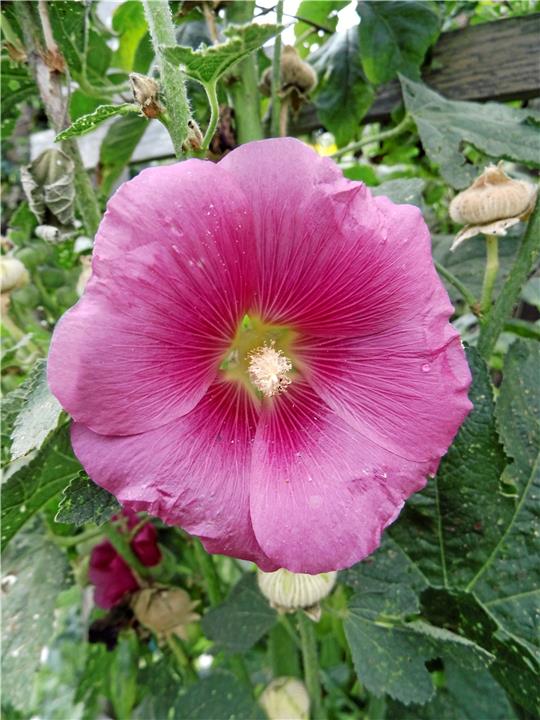 Mitte bis Ende August sind die Samenkapseln der Stockrosen trocken, dann können die Samen entnommen und ausgesät werden. Sie blühen allerdings erst im zweiten Jahr nach der Aussaat. Foto: Borchers