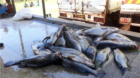 Mittelgroße Nilbarsche aus dem Viktoriasee. (Archivbild)