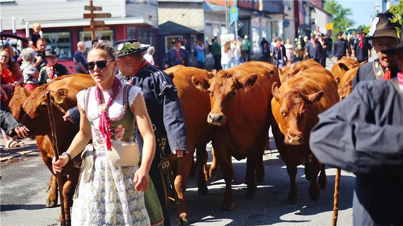 Oberharzer Bergwiesen stehen bei diesem Fest im Mittelpunkt Mitten durch St. Andreasberg wird das Vieh beim Wiesenblütenhoffest geführt.