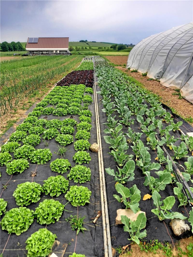 Mitten im Grünen von Herrhausen wächst das Gemüse von Thudts Hof. Im Hintergrund steht eines der beiden „Hühnermobile“, in denen die Freiland-Hennen schlafen.  Fotos: Thudt/Lange
