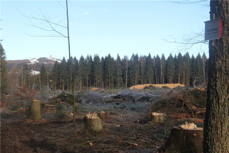 Mittlerweile ist im Bereich zwischen der Straße „Am langen Bruch“ und dem oberen Kurpark eine Lichtung mit Blick zum verschneiten Wurmberg entstanden. Die Wege in diesem Bereich sind wegen der Fällarbeiten gesperrt (kleines Bild).  Fotos: Eggers