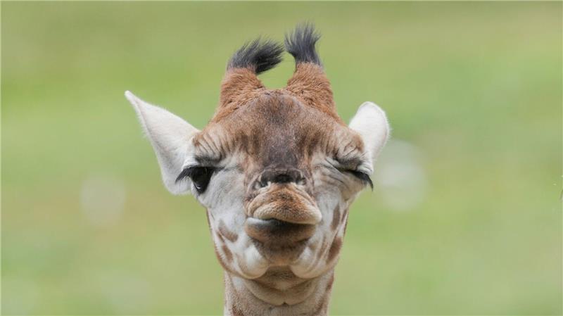 Model Linus Weber wird Namenspate für Giraffenbaby