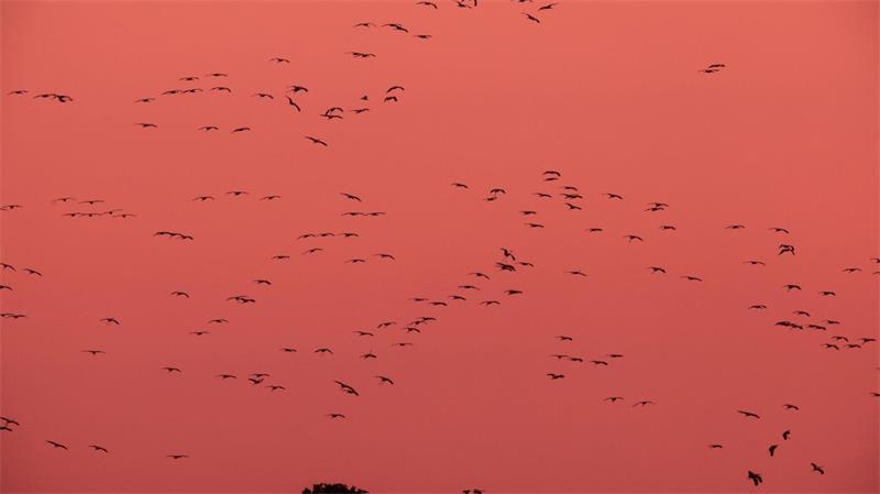 Warum sich eine Expertin Sorgen um die Kraniche macht Möglicherweise meiden die Kraniche die großen Brutgebiete in diesem Jahr, sagt Anne Kettner.