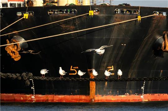 Möwen vor dem Frachtschiff «Polesie».