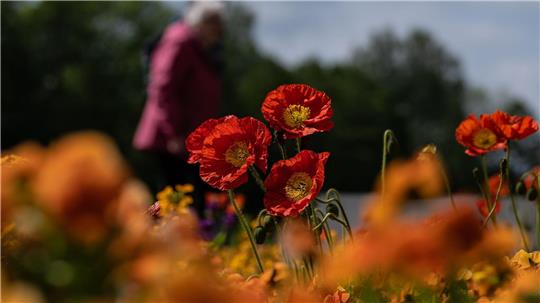 Mohnblumen blühen bei der Landesgartenschau in Bad Gandersheim. An blühende Beete denkt derzeit aber kaum jemand im Zusammenhang mit der Veranstaltung. Aktuell geht es darum, Fehler aufzuarbeiten.
