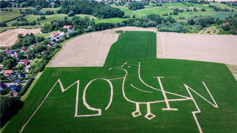 Bilder des Tages Moin - Begrüßung im Maislabyrinth
