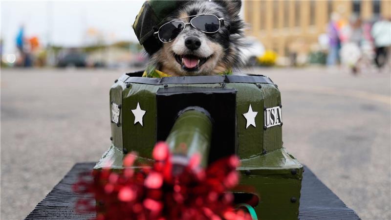 Mojo, der Hund im Panzerkostüm, macht sich bereit für den Halloween-Einsatz – Leckerlis statt Munition!