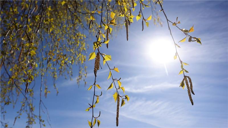 Pollen lassen Allergiker leiden: Wann ist ein Ende in Sicht? „Momentan blühen deutschlandweit die Birken, deshalb haben wir eine sehr hohe Konzentration“, sagt Carola Grundmann von der Human-Biometeorologie des DWD. (Symbolbild)