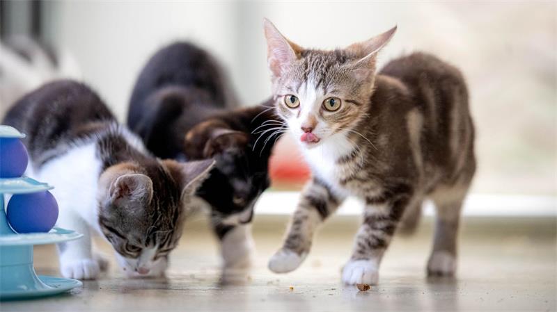 Momentan werden viele streunende Katzen abgegeben. 