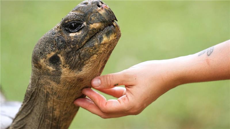 Bilder des Tages Mommy, eine fast 100 Jahre alte Galapagos-Schildkröte und Mutter von 16 Jungtieren in zwei Gelegen, streckt ihren Hals aus, während ein Mitarbeiter ihr Kinn in ihrem Gehege im Zoo von Philadelphia krault.