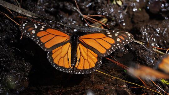 Monarchfalter wandern jedes Jahr zwischen Kanada, den USA und Mexiko. (Archivbild)