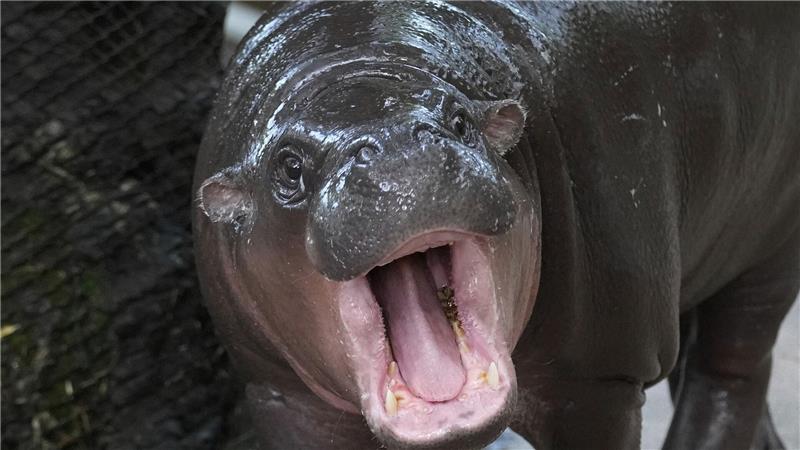 Hype in Thailand: Hippo-Mädchen Moo Deng feiert Geburtstag Moo Deng bedeutet so viel wie „hüpfendes Schweinchen“ - Internet-User hatten über den Namen abgestimmt.