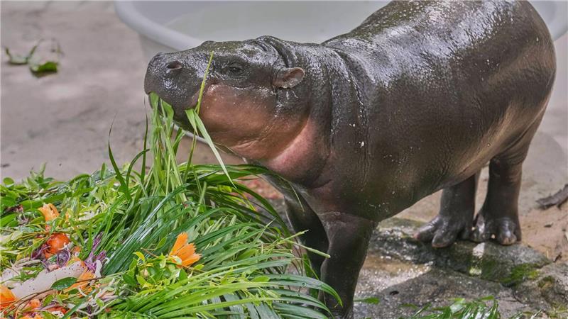 Hype in Thailand: Hippo-Mädchen Moo Deng feiert Geburtstag Moo Deng bekam zum ersten Geburtstag einen „Kuchen“ aus Früchten und Gemüse.