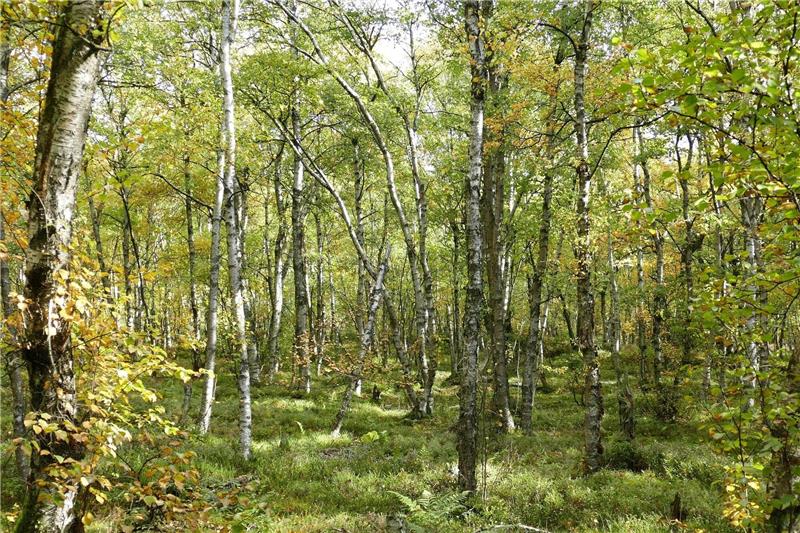 Moor-Birken in einem Wald im Roten Moor in der Röhn. Die Moor-Birke ist «Baum des Jahres» 2023.