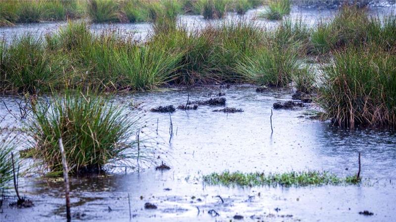 Wie Moorschutz für warme Jacken sorgen kann Moore sind nicht nur wichtige Wasserspeicher - sie spielen im Klimaschutz eine herausragende Rolle (Archivbild).