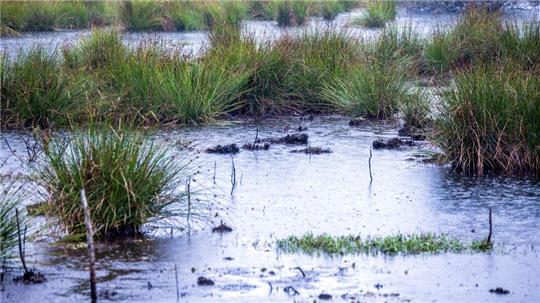 Moore sind nicht nur wichtige Wasserspeicher - sie spielen im Klimaschutz eine herausragende Rolle (Archivbild).