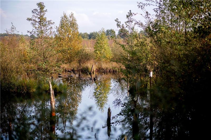 Mehr Moore: Einigung auf EU-Gesetz zur Rettung der Natur Moore sind wichtig für die Natur - wie hier die Diepholzer Moorniederung nahe der Ortschaft Heimstatt im Landkreis Diepholz in Niedersachsen.