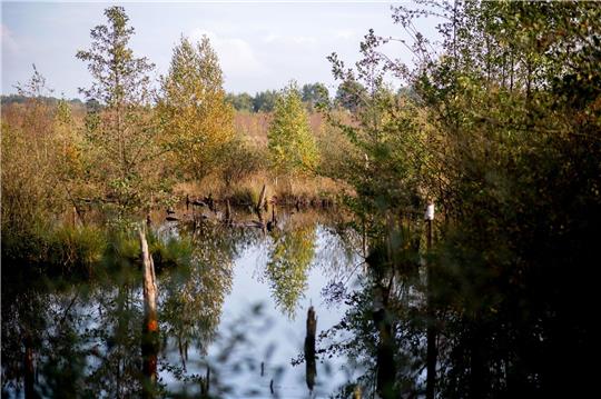 Moore sind wichtig für die Natur - wie hier die Diepholzer Moorniederung nahe der Ortschaft Heimstatt im Landkreis Diepholz in Niedersachsen.