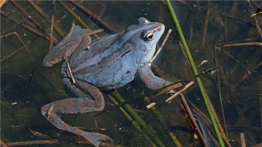 Moorfrosch-Männchen schimmern in der Balzzeit violett.
