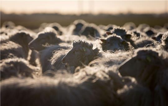 Moorschnucken der Schäferei Ulenhof stehen auf einer Moorfläche.