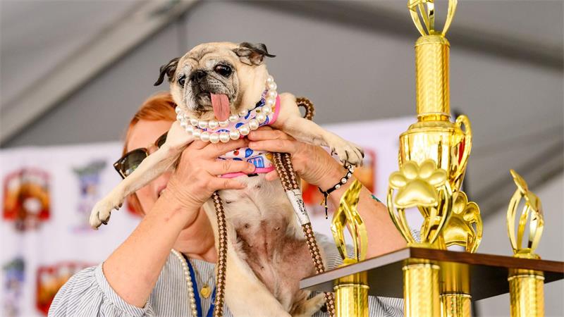 Mops-Rettungshündin Jinny Lu ist der hässlichste Hund der Welt