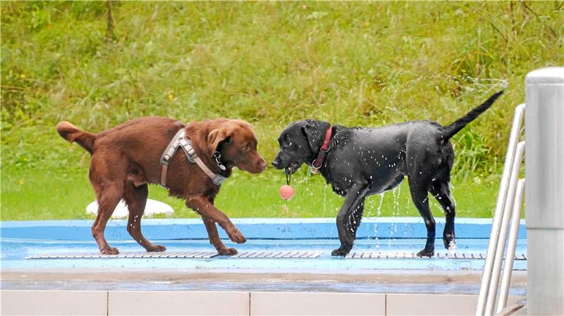 Im Wildemanner Spiegelbad gehen Hunde bei Hundewetter baden Motiviert holen die Hunde ihr Spielzeug aus dem Becken. Foto: Privat