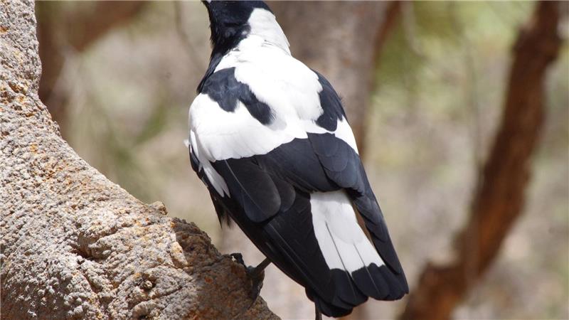 Magpies: Australiens überraschende Angreifer aus der Luft Mr. Sox besucht oft Baz Collis.