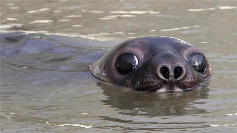 Klimawandel setzt Robben zu – Drei Arten stärker gefährdet Mützenrobben in der Arktis gelten jetzt als „stark gefährdet“ (Archivbild)