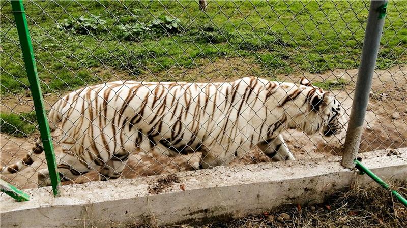 Unwetter in Mexiko: Freilaufender Tiger wurde gefunden Nach Angaben der Behörden wiegte der entlaufene Tiger rund 130 Kilogramm.
